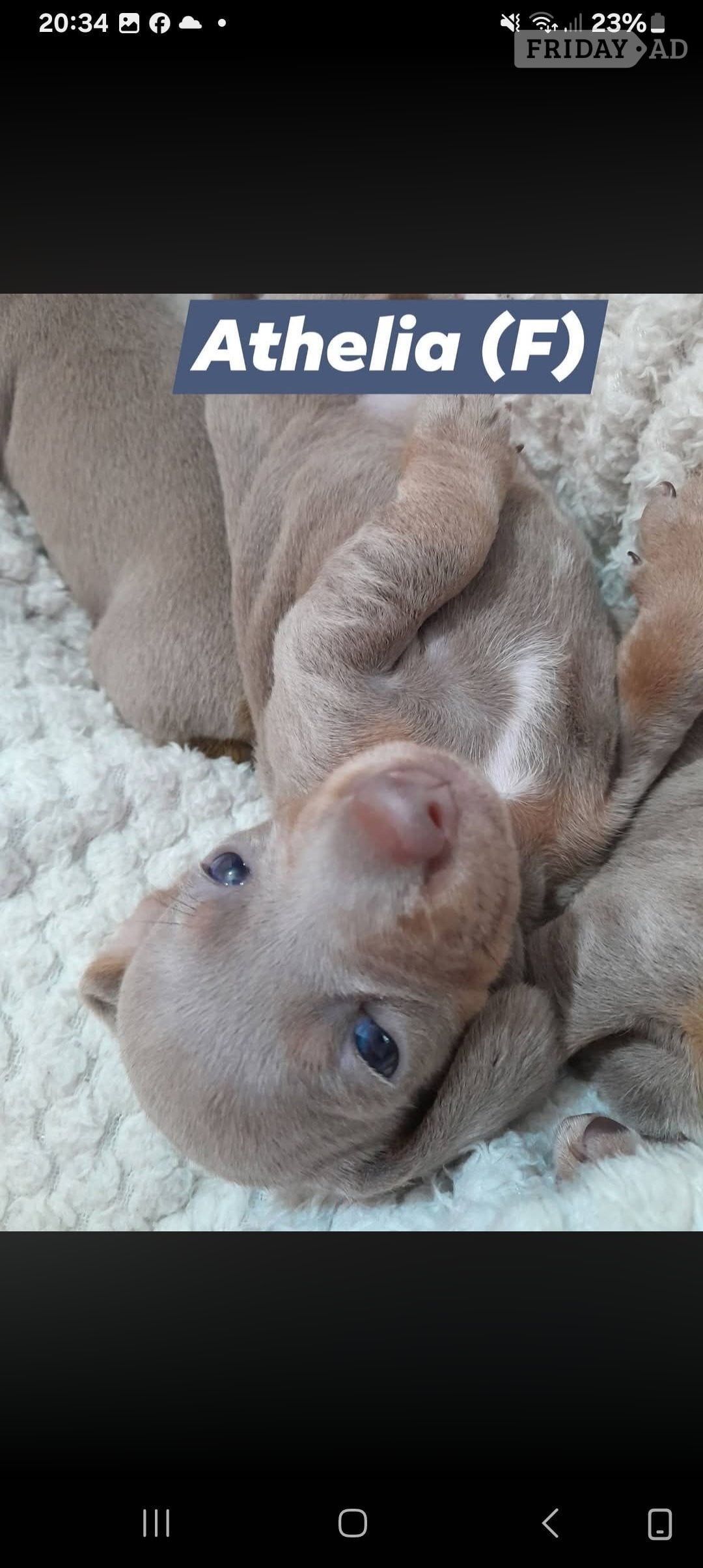 Miniature Dachshund short haired puppies for sale - Dogs & Puppies
