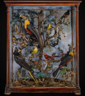 WANTED ANTIQUE TAXIDERMY heads, rugs, cased birds, feet