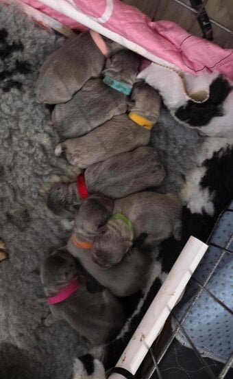 Frenchie litter born 