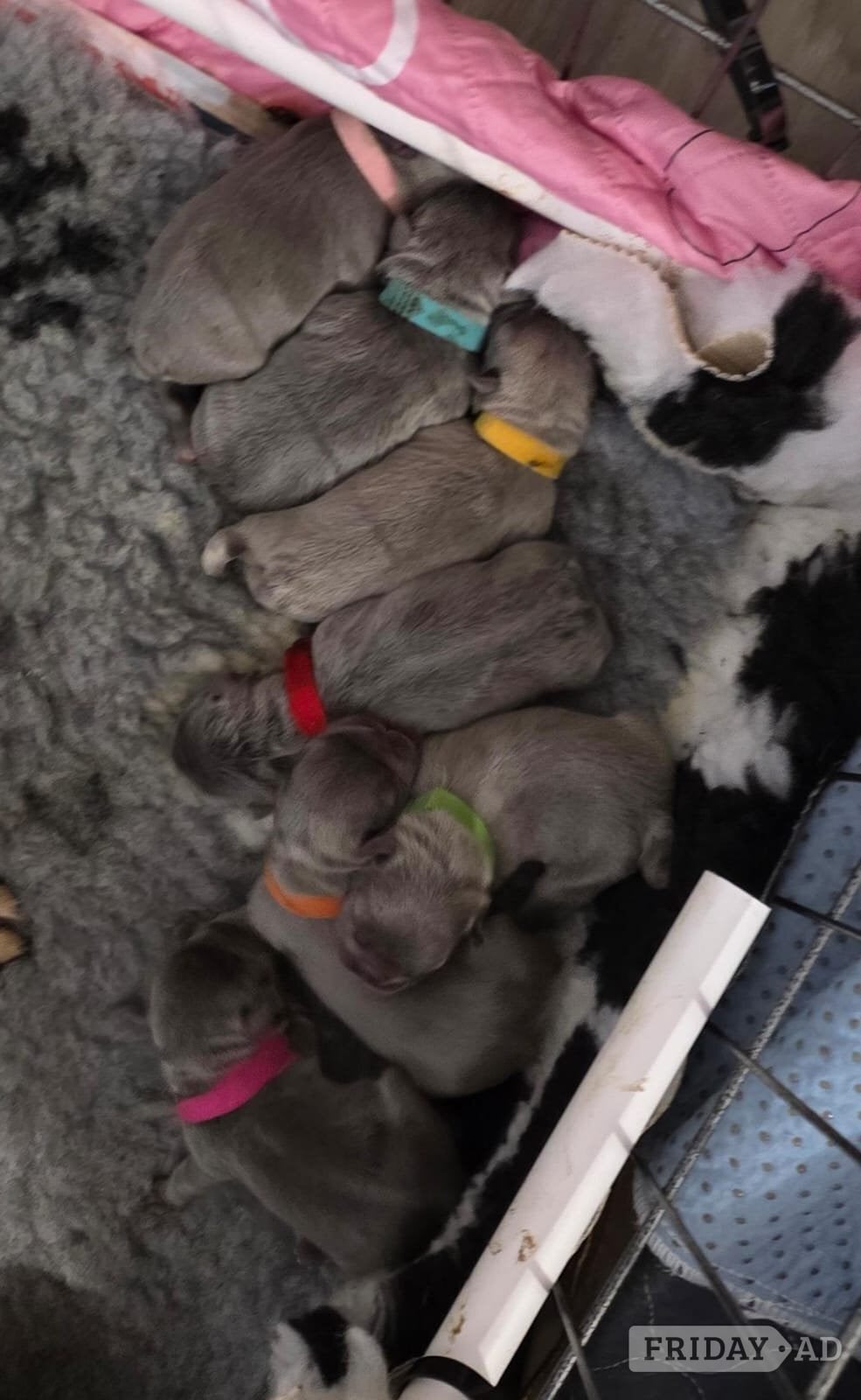 Frenchie litter born  in Barking
