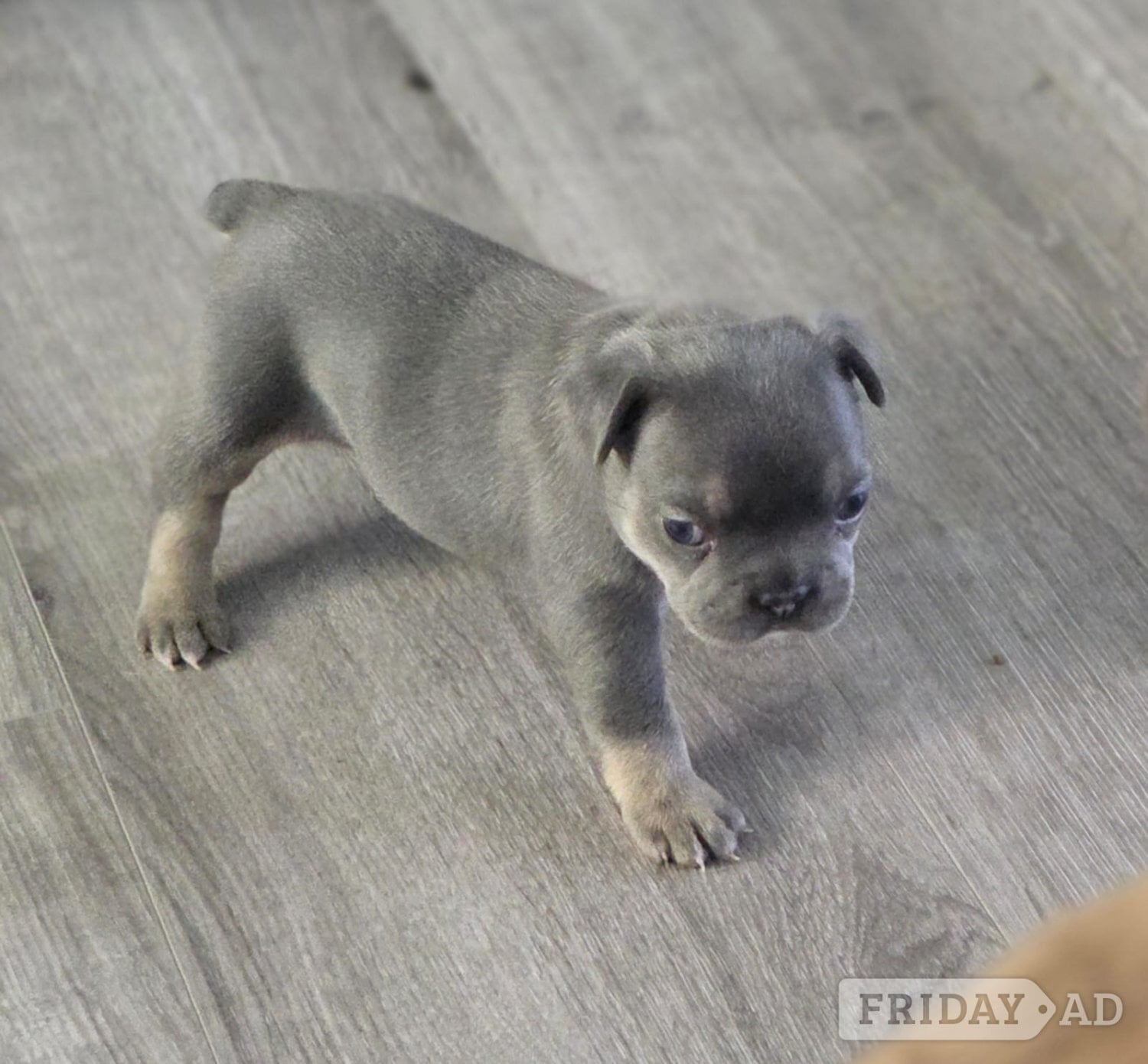 Frenchie pups PRICE DROP