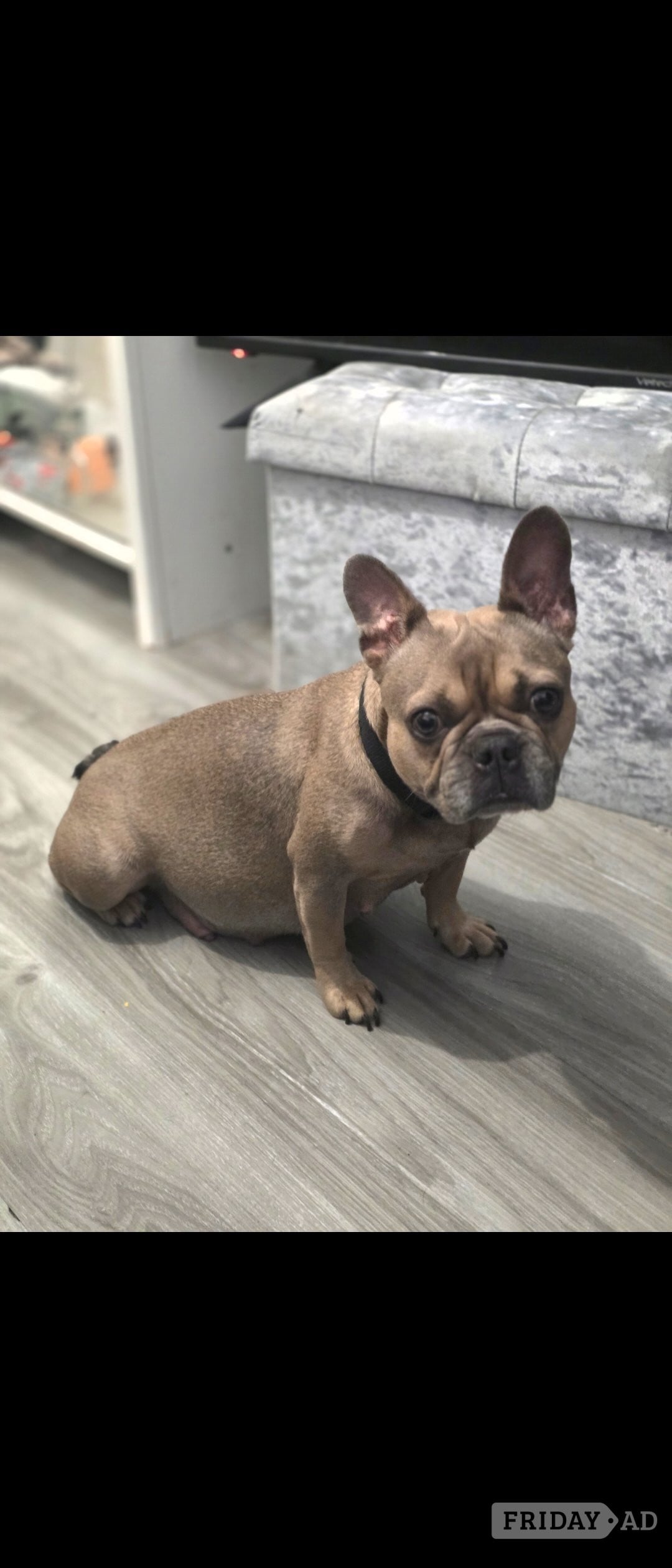 Frenchie litter born 