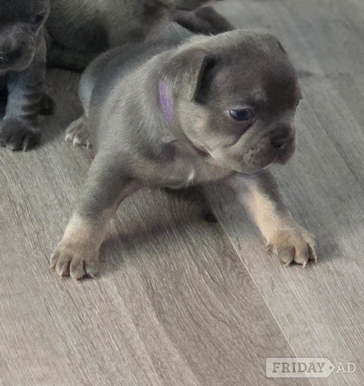 Barking Frenchie pups PRICE DROP