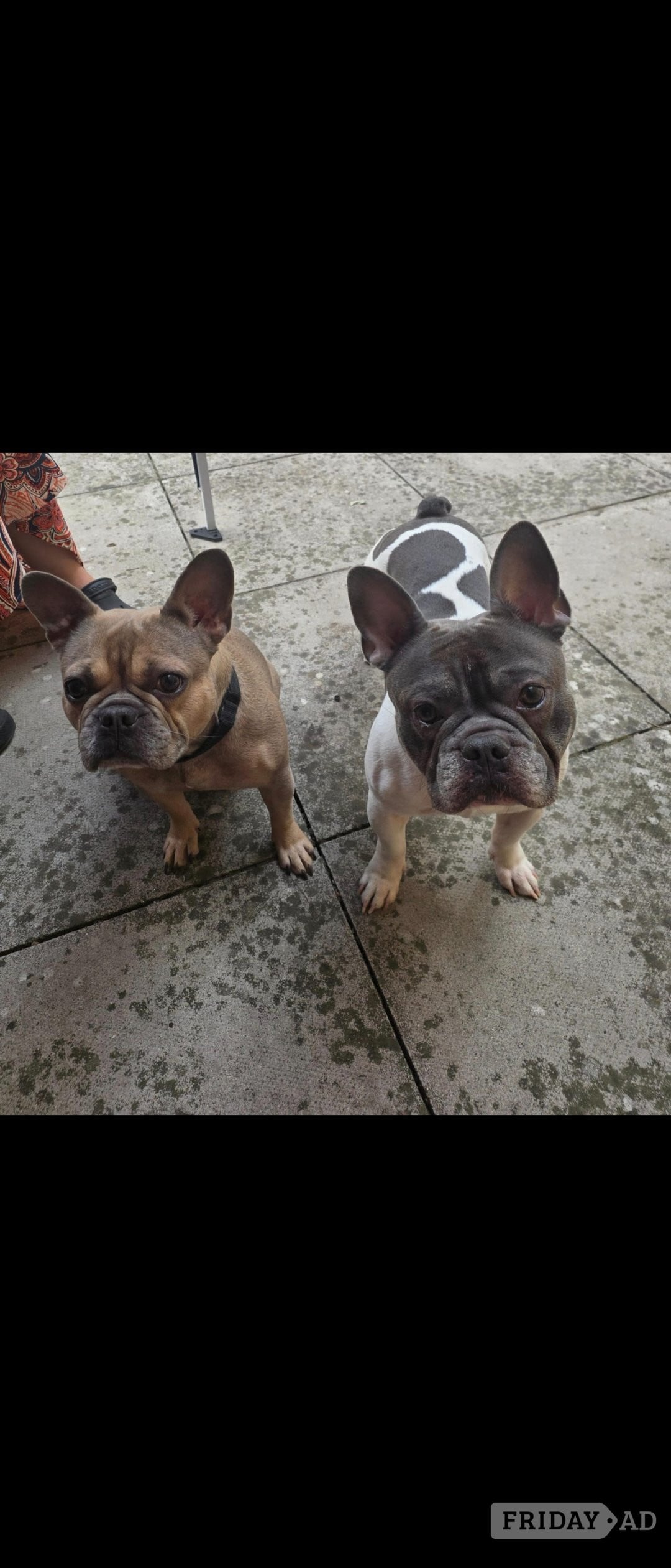 Barking Frenchie litter born 