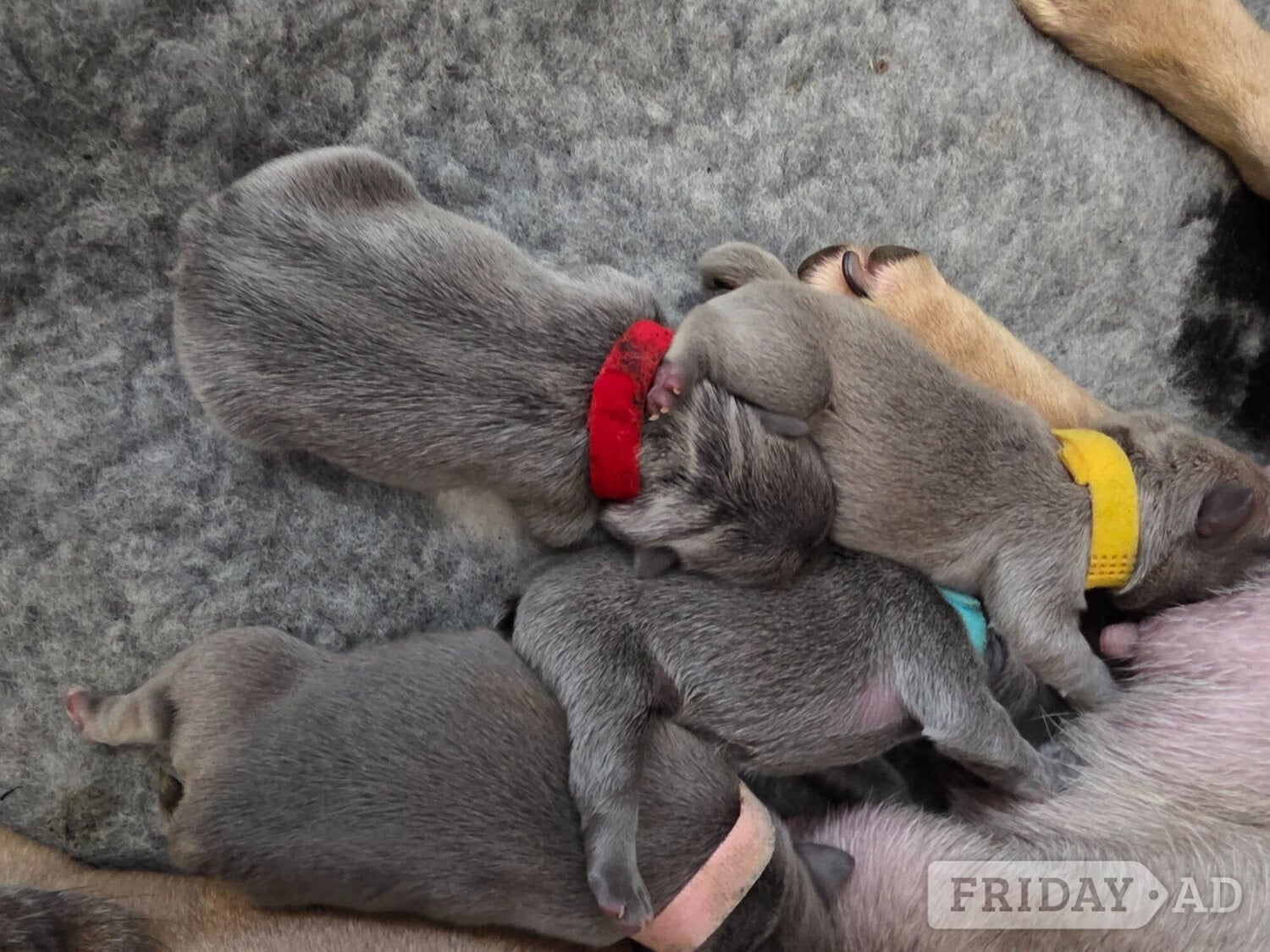 Frenchie litter born  - Dogs & Puppies in Barking