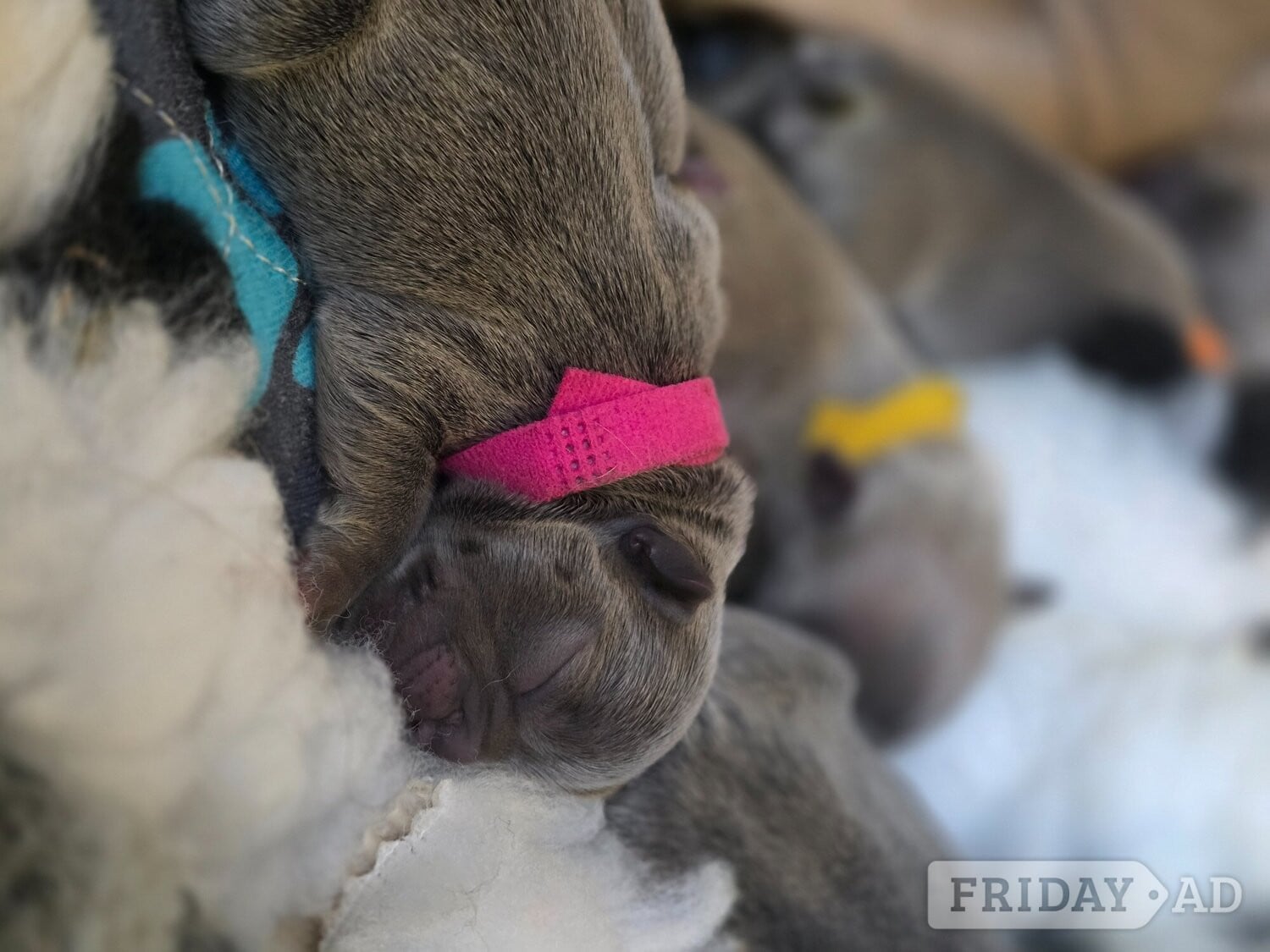 Frenchie litter born  - Dogs & Puppies