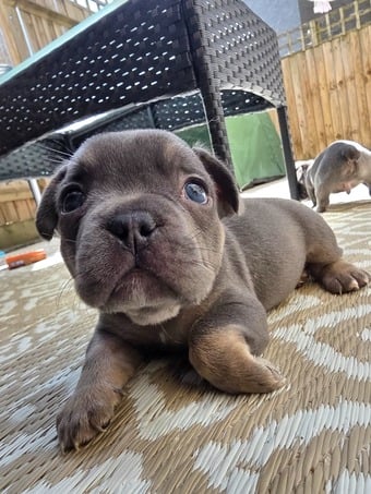 Frenchie pups PRICE DROP