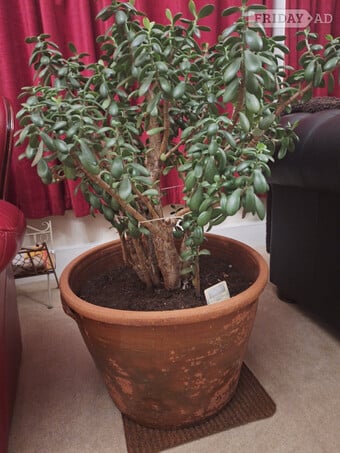 MASSIVE INDOOR  not garden MONEY PLANT IN POT