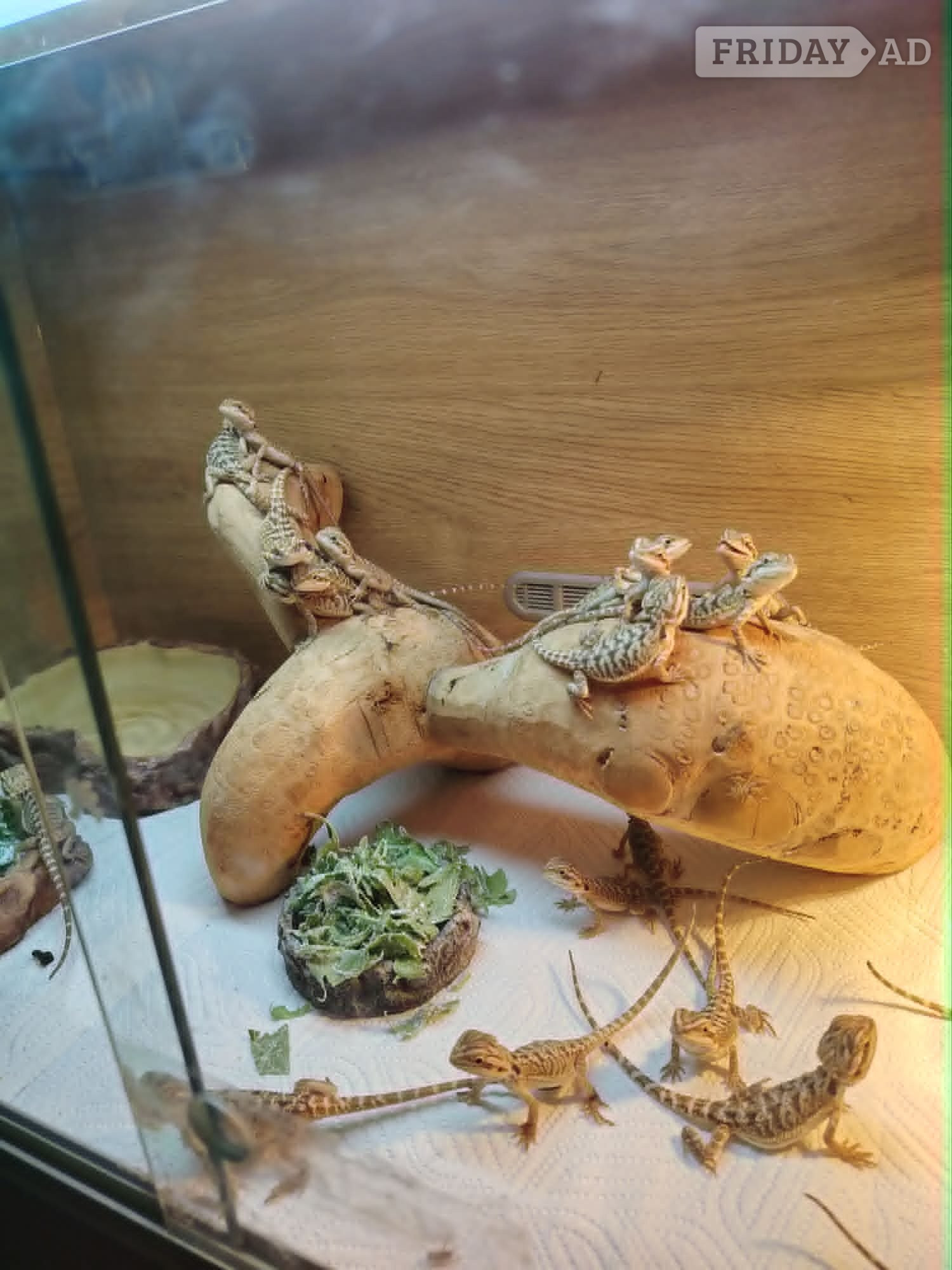 baby bearded dragon in Leicester