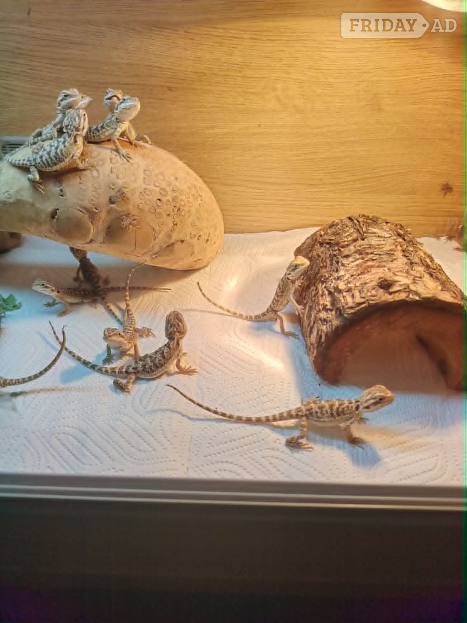 baby bearded dragon