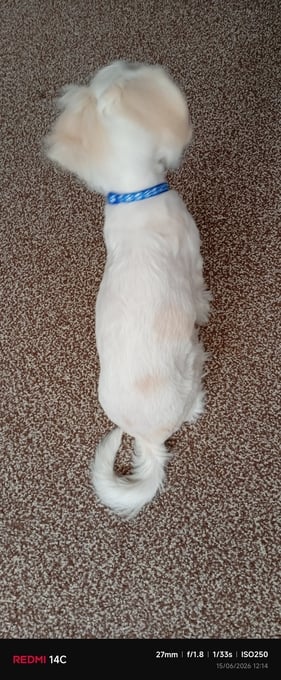 Puppy Bichon Frise 