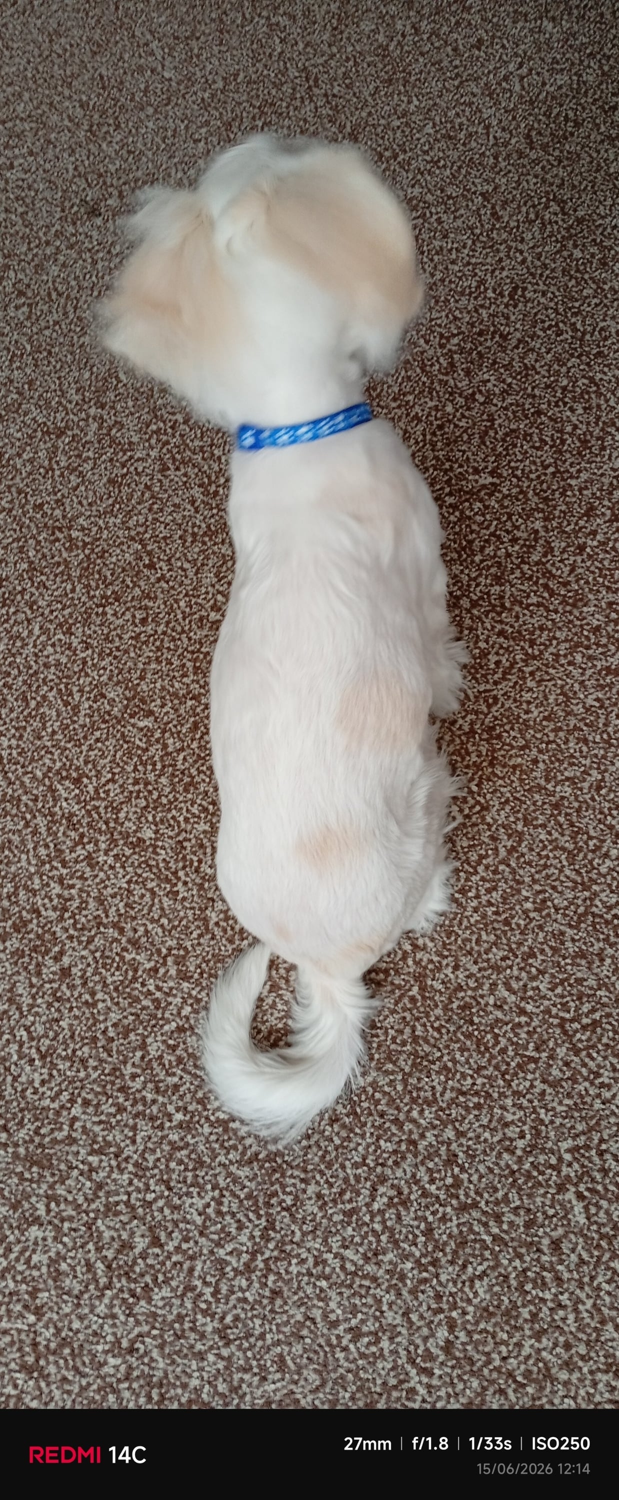 Puppy Bichon Frise  in Birmingham