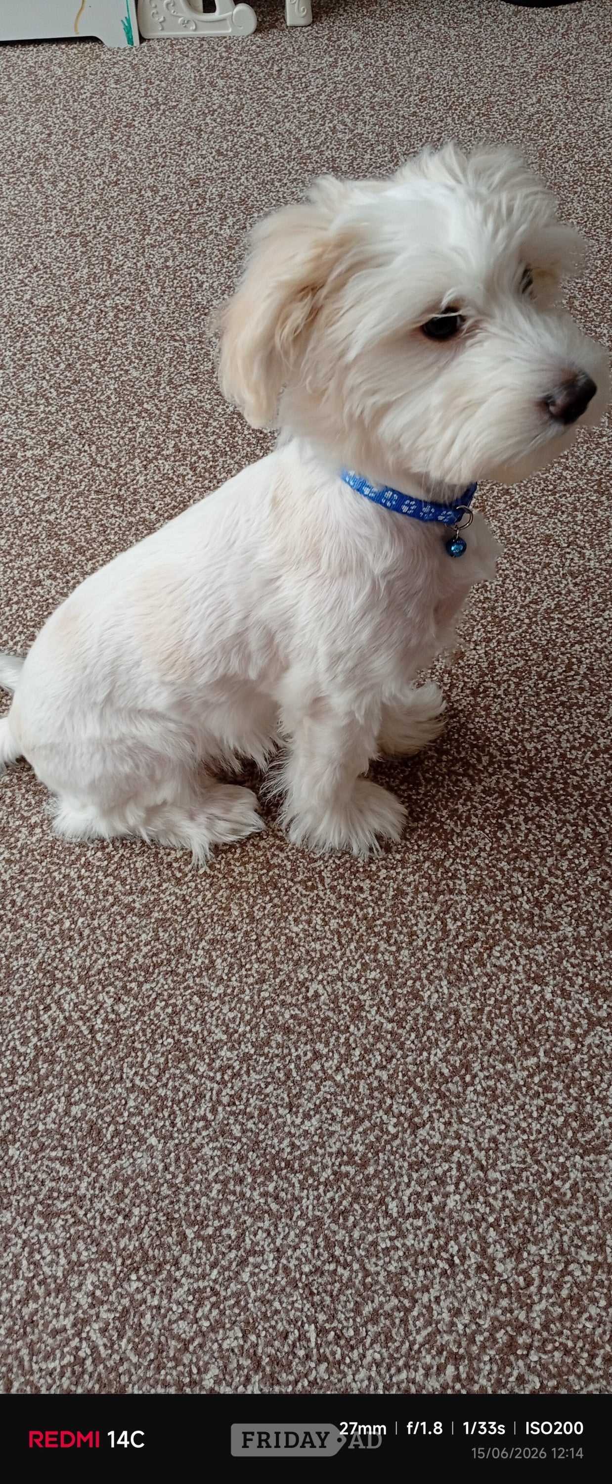 Puppy Bichon Frise 