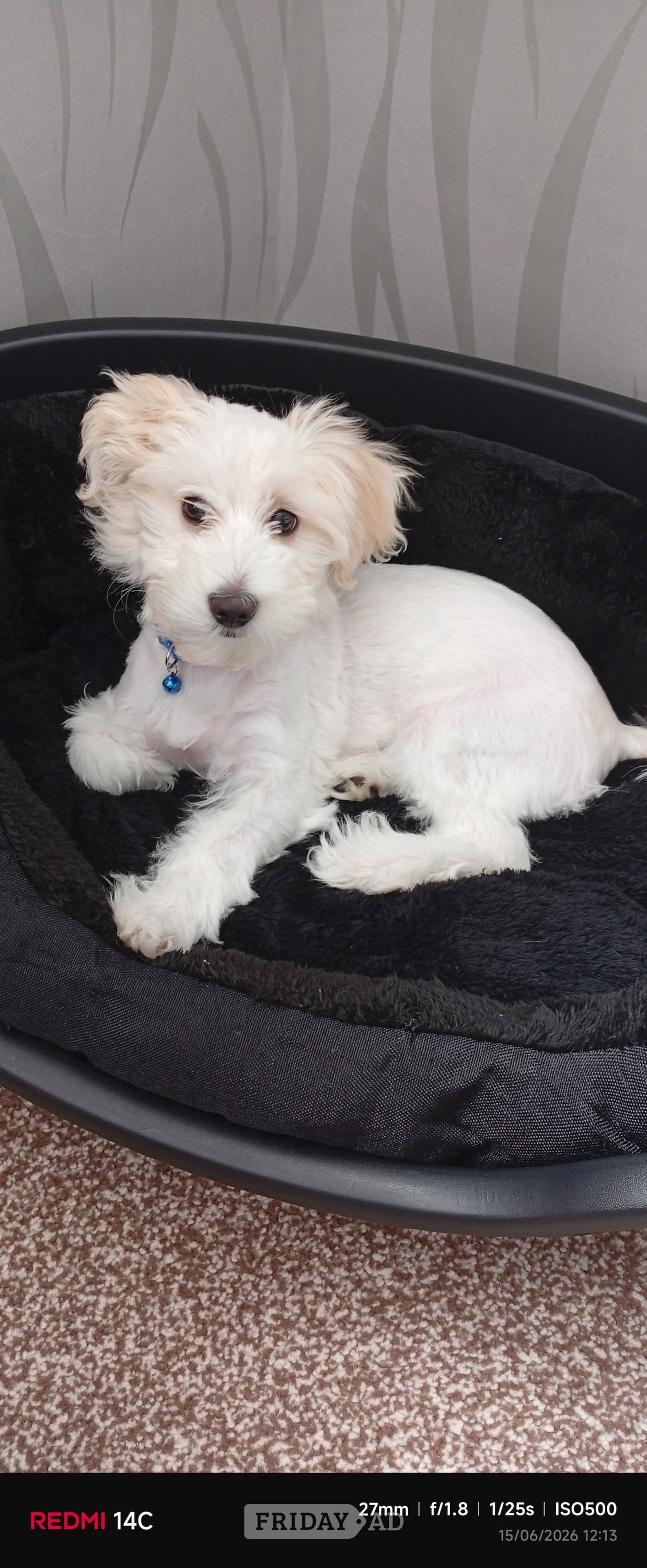 Birmingham Puppy Bichon Frise 