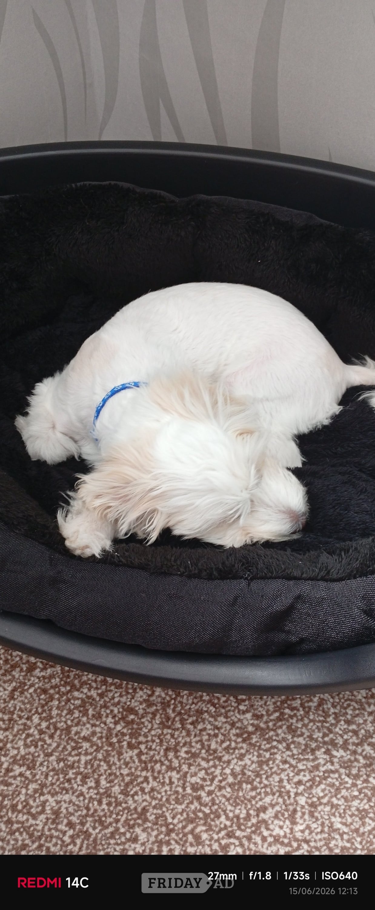 Puppy Bichon Frise  - Dogs & Puppies in Birmingham
