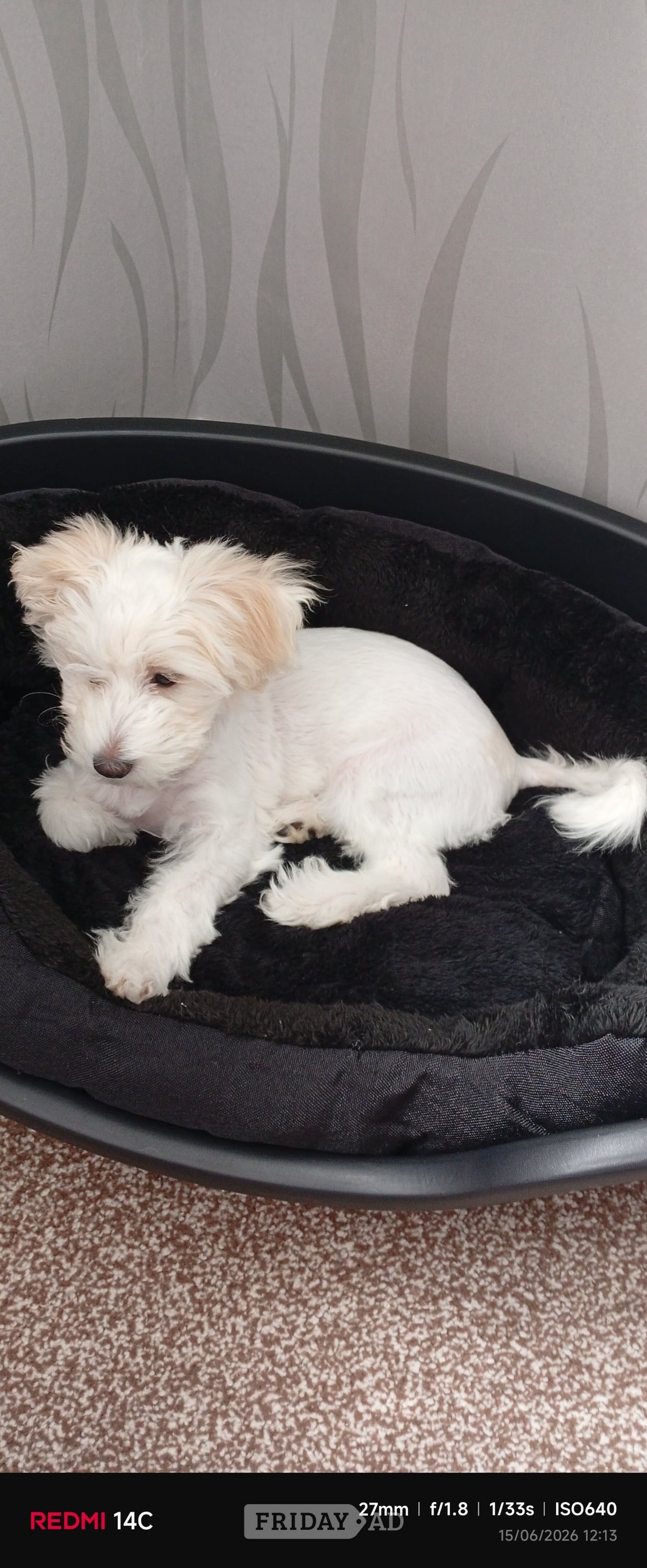 Puppy Bichon Frise  - Dogs & Puppies