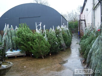 Real Christmas Trees for Sale