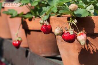 strawberry plant  in pot