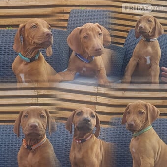 Rhodesian ridgeback puppies 