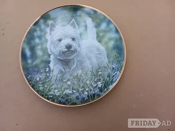 "Westie" West Highland White Terrier collector plate.
