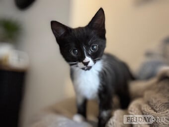 Female kitten black and white around 3 months old 