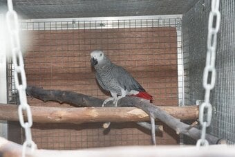 WANTED AFRICAN GREY ADULT FEMALE NOT TAME .
