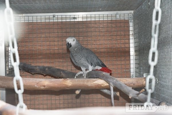 WANTED AFRICAN GREY ADULT FEMALE NEED NOT BE TAME . in Abbots Langley