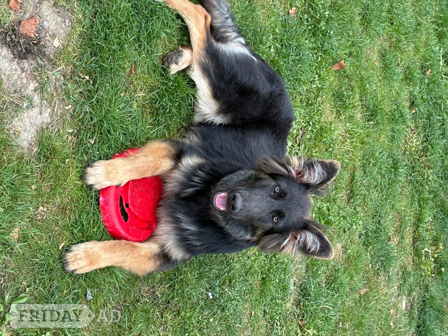 7 month old female German shepherd  in Maidstone