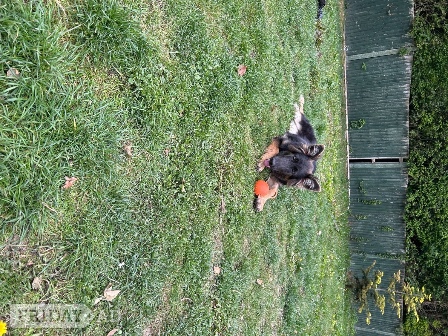 7 month old female German shepherd 