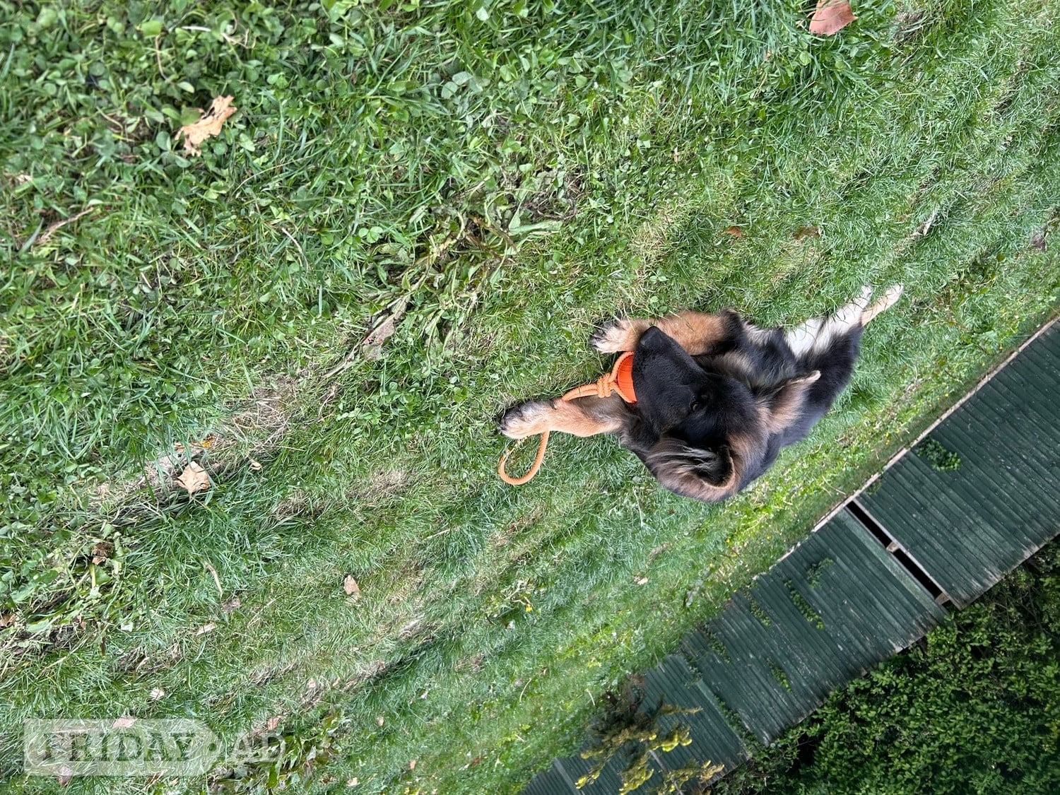 Maidstone 7 month old female German shepherd 