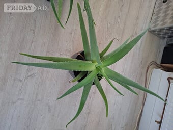 Aloe's green plant