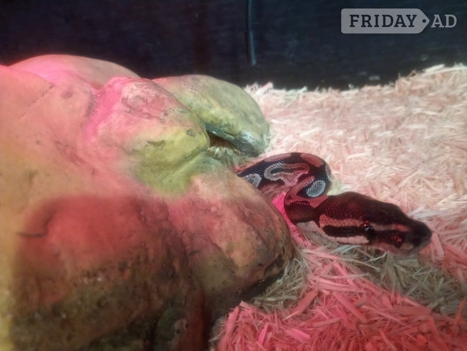 Royal python, eyes, make, full set up in Woodbridge