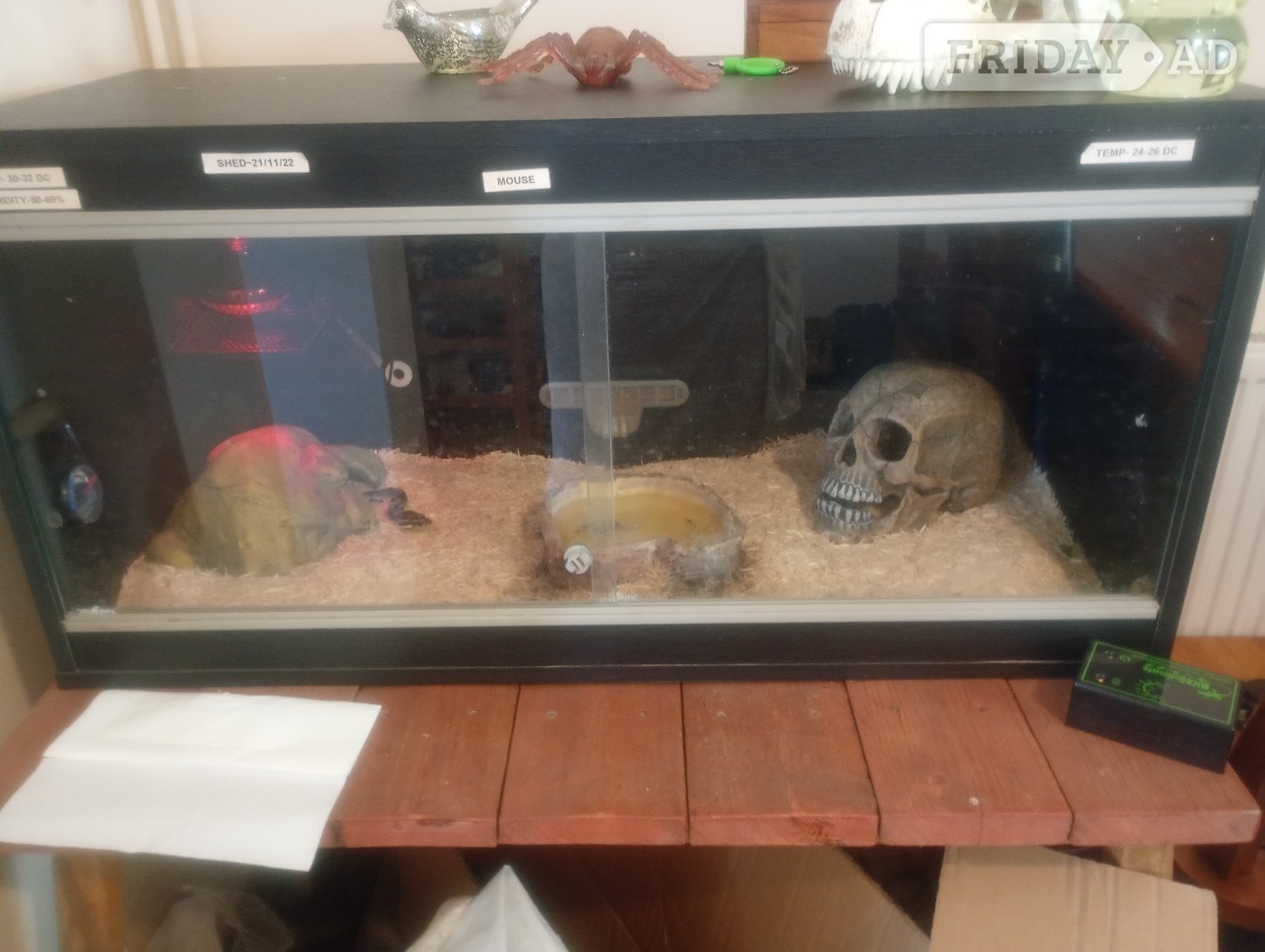 Royal python, eyes, make, full set up