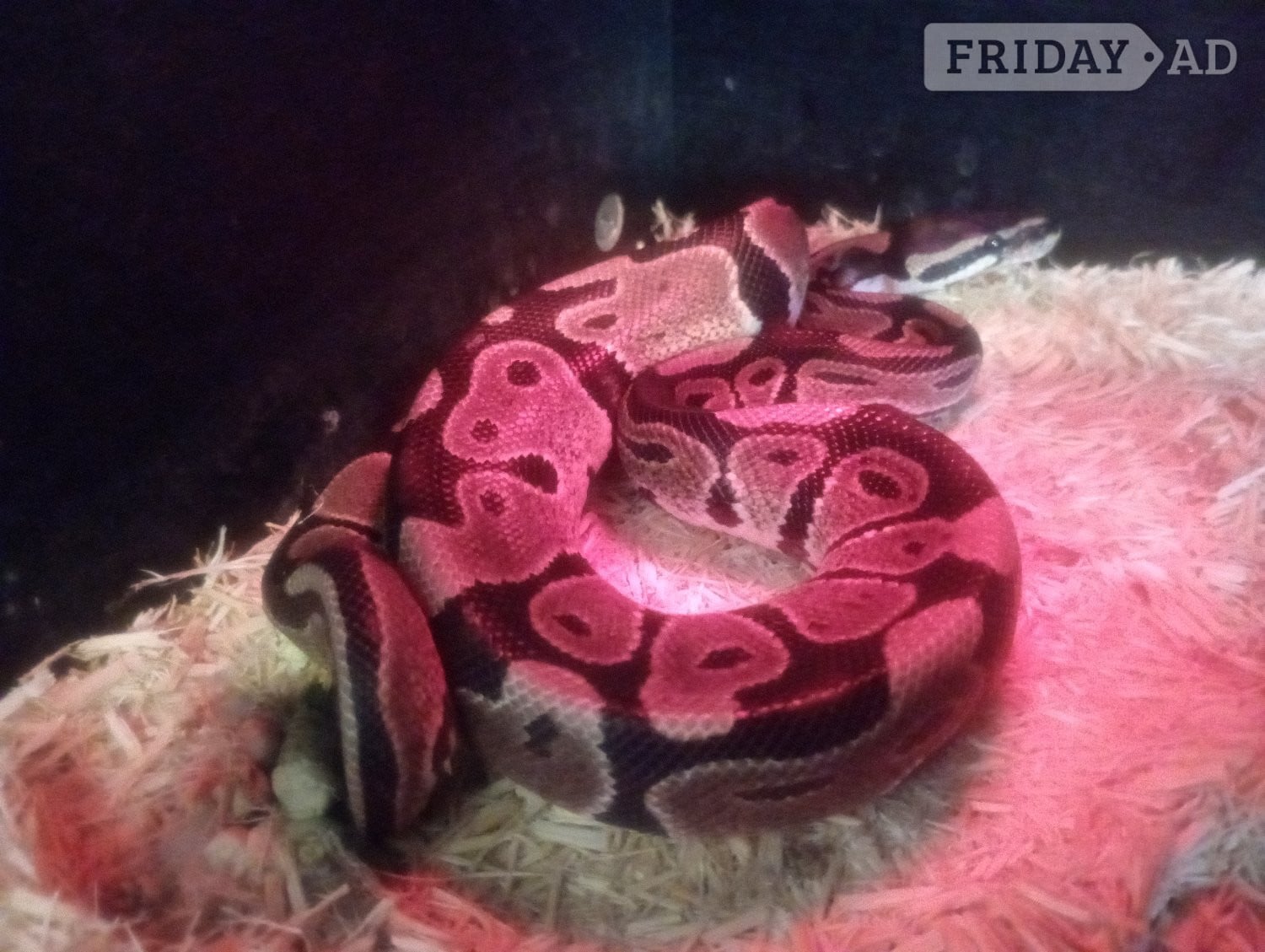 Woodbridge Royal python, eyes, make, full set up