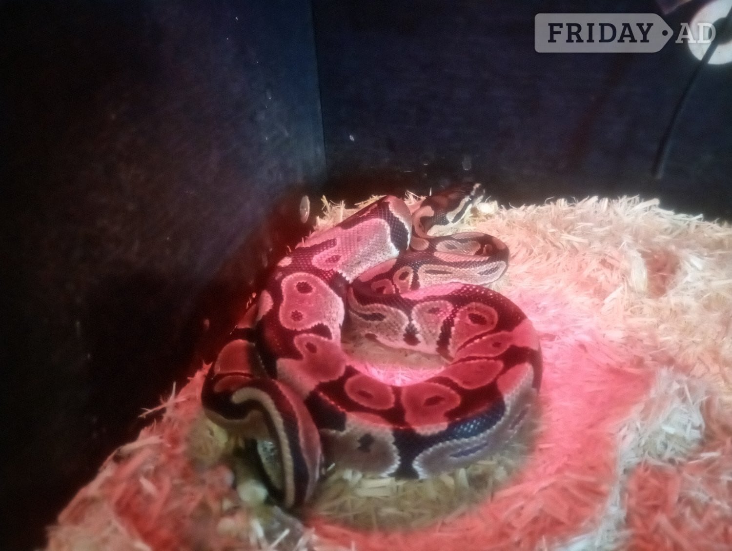 Royal python, eyes, make, full set up - Reptiles & Amphibians in Woodbridge