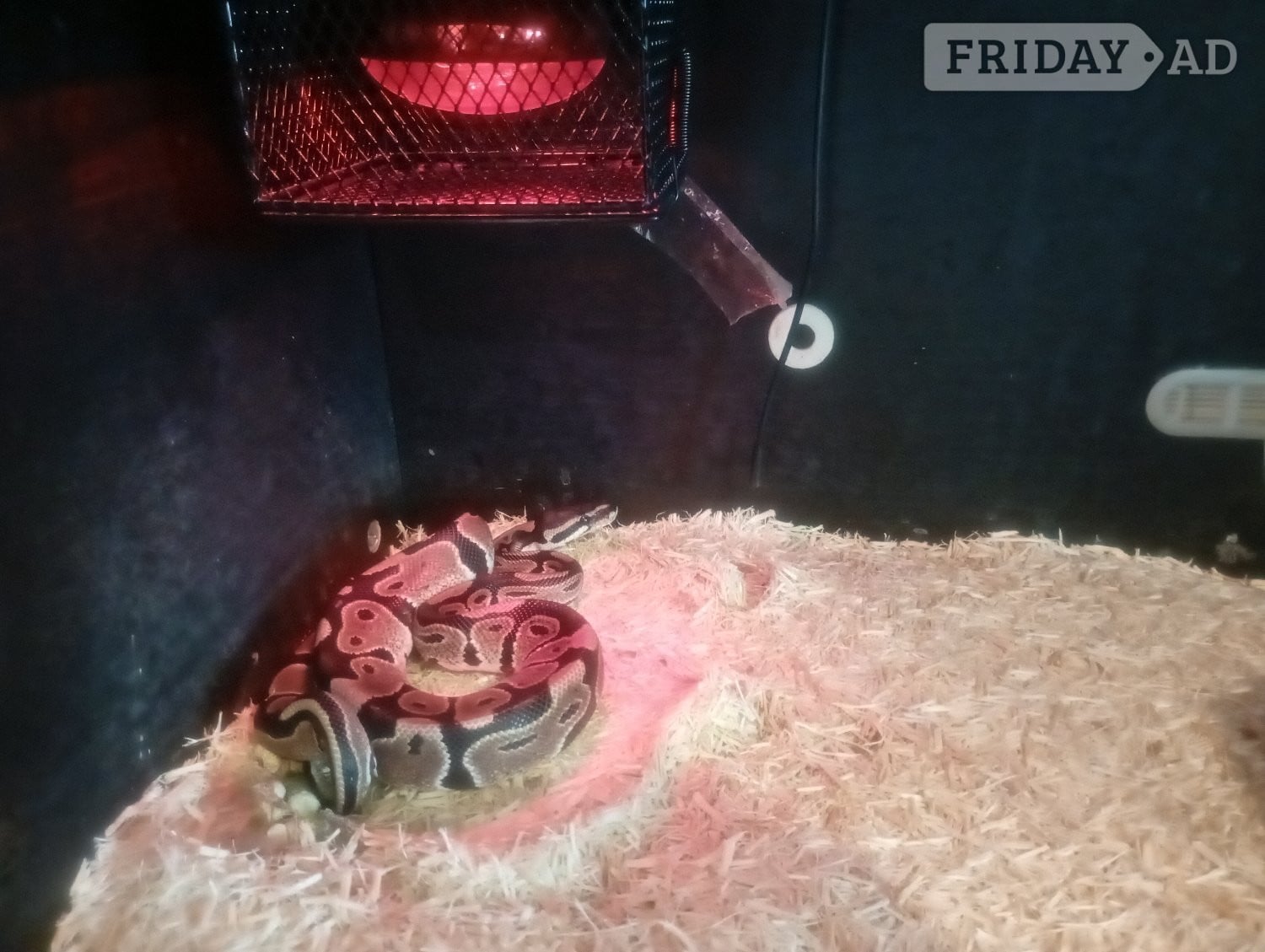 Royal python, eyes, make, full set up - Reptiles & Amphibians