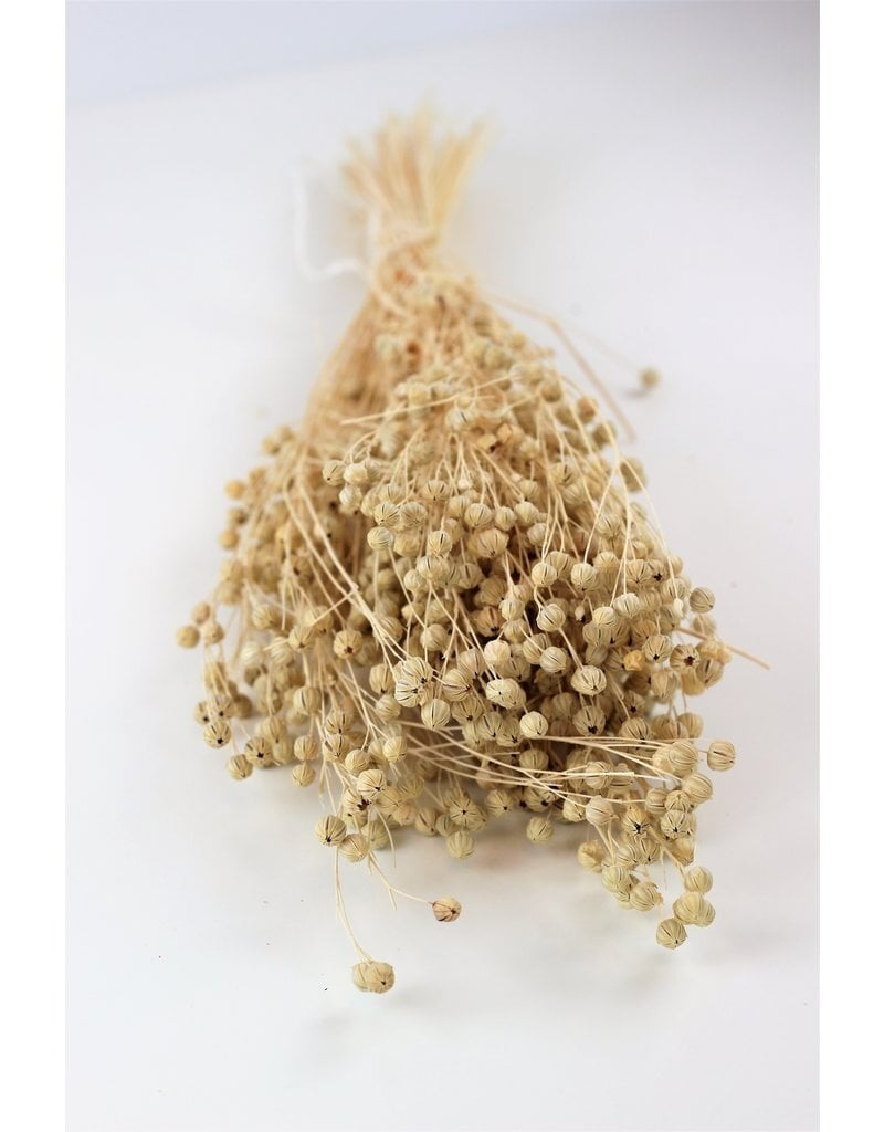 Shop Premium Dried Flowers and Décor Online — Trusted by 20,000+  in Hitchin