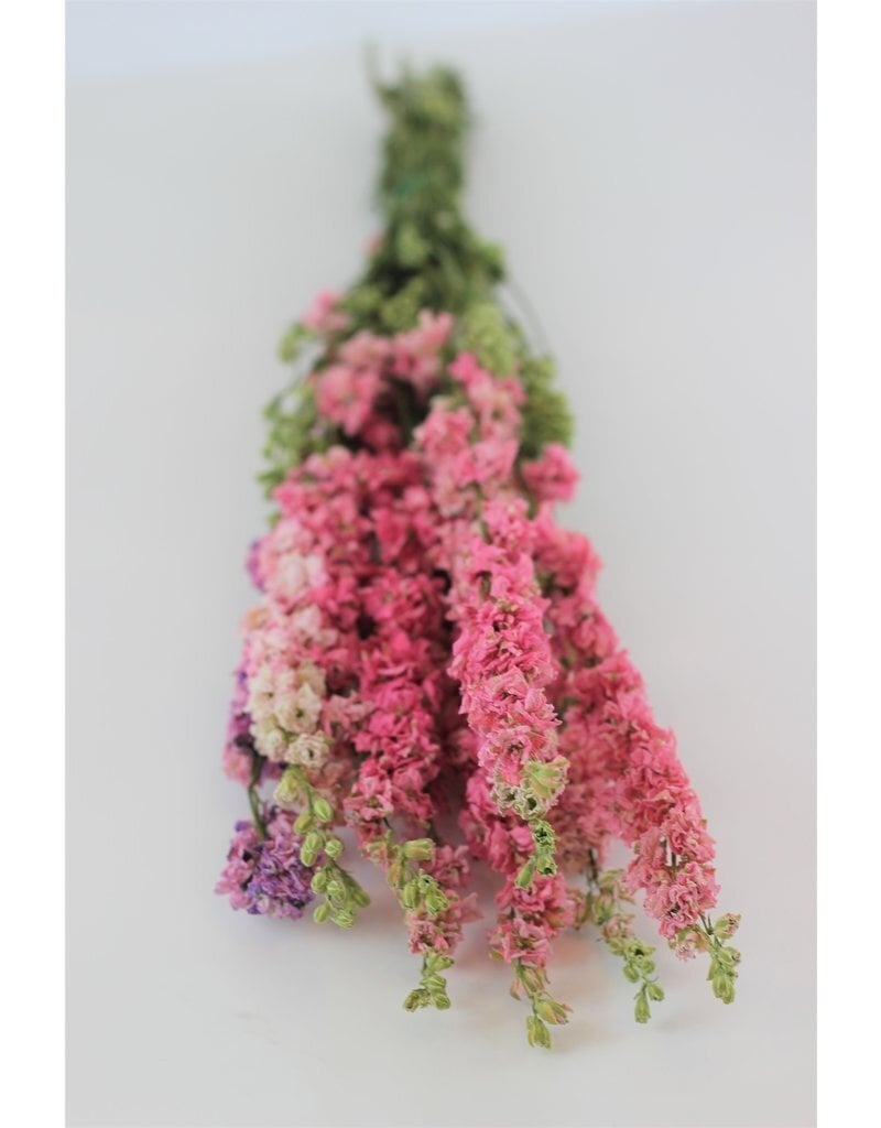 Hitchin Shop Premium Dried Flowers and Décor Online — Trusted by 20,000+ 