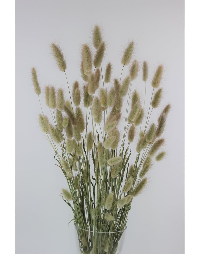 Shop Premium Dried Flowers and Décor Online — Trusted by 20,000+  - Home Decor in Hitchin