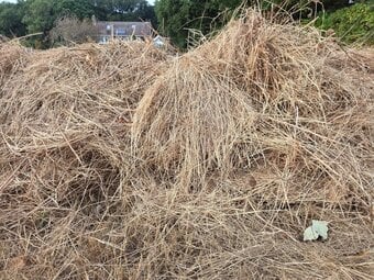 Free Hay not a lot but help yourself.