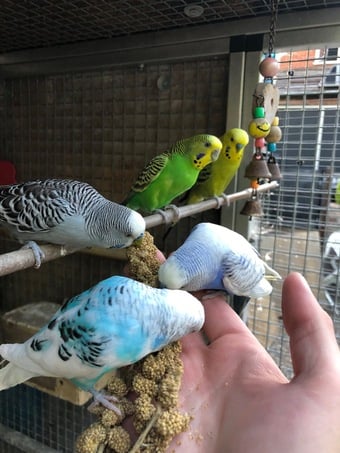 Beautiful Young Tame Budgies For Sale