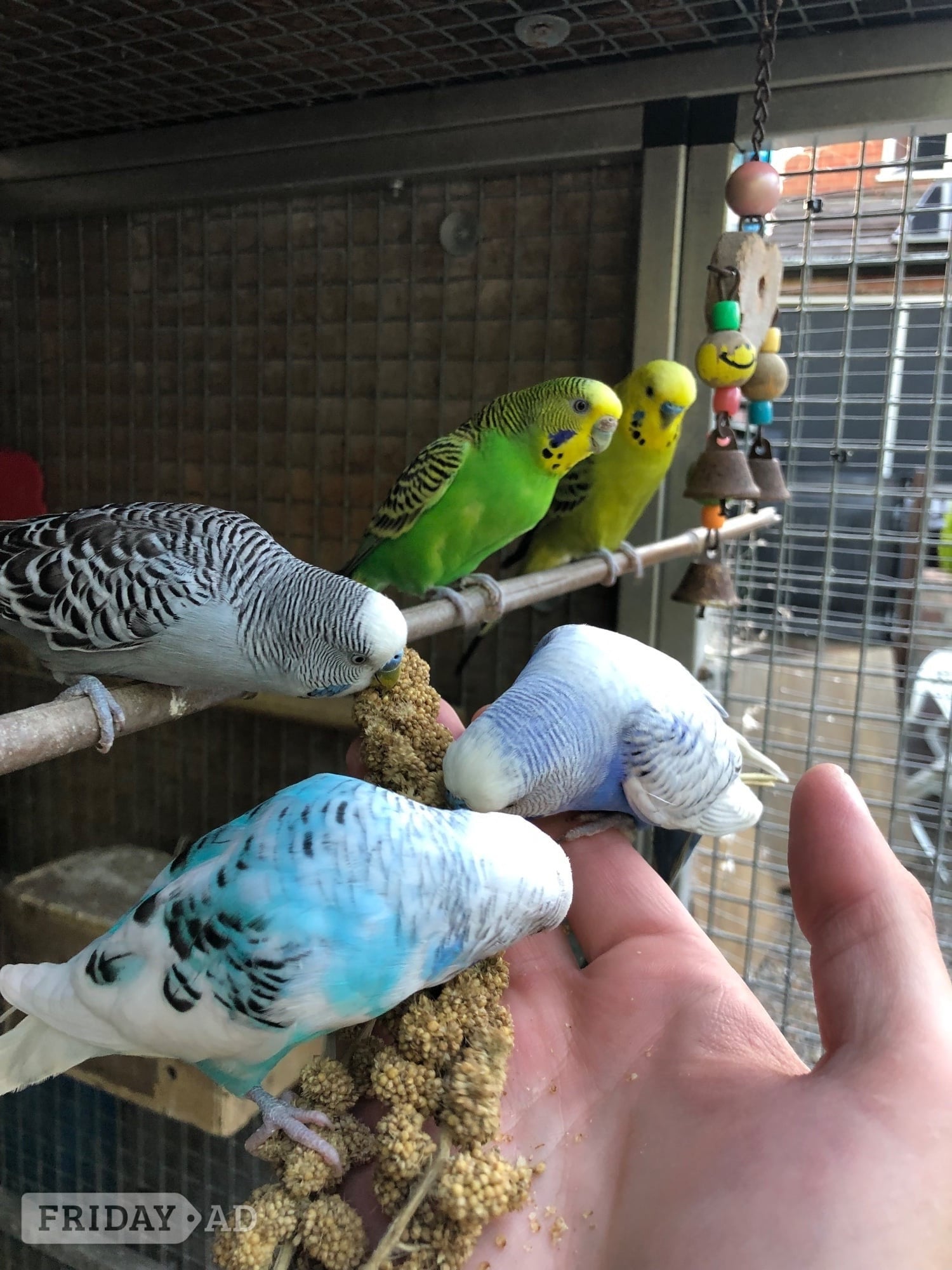 Beautiful Young Tame Budgies For Sale in Windlesham
