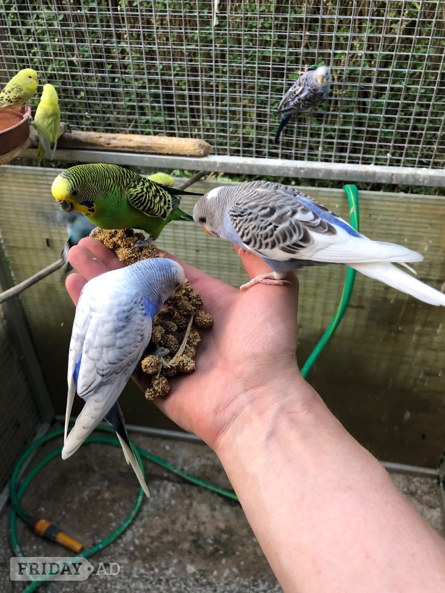 Beautiful Young Tame Budgies For Sale