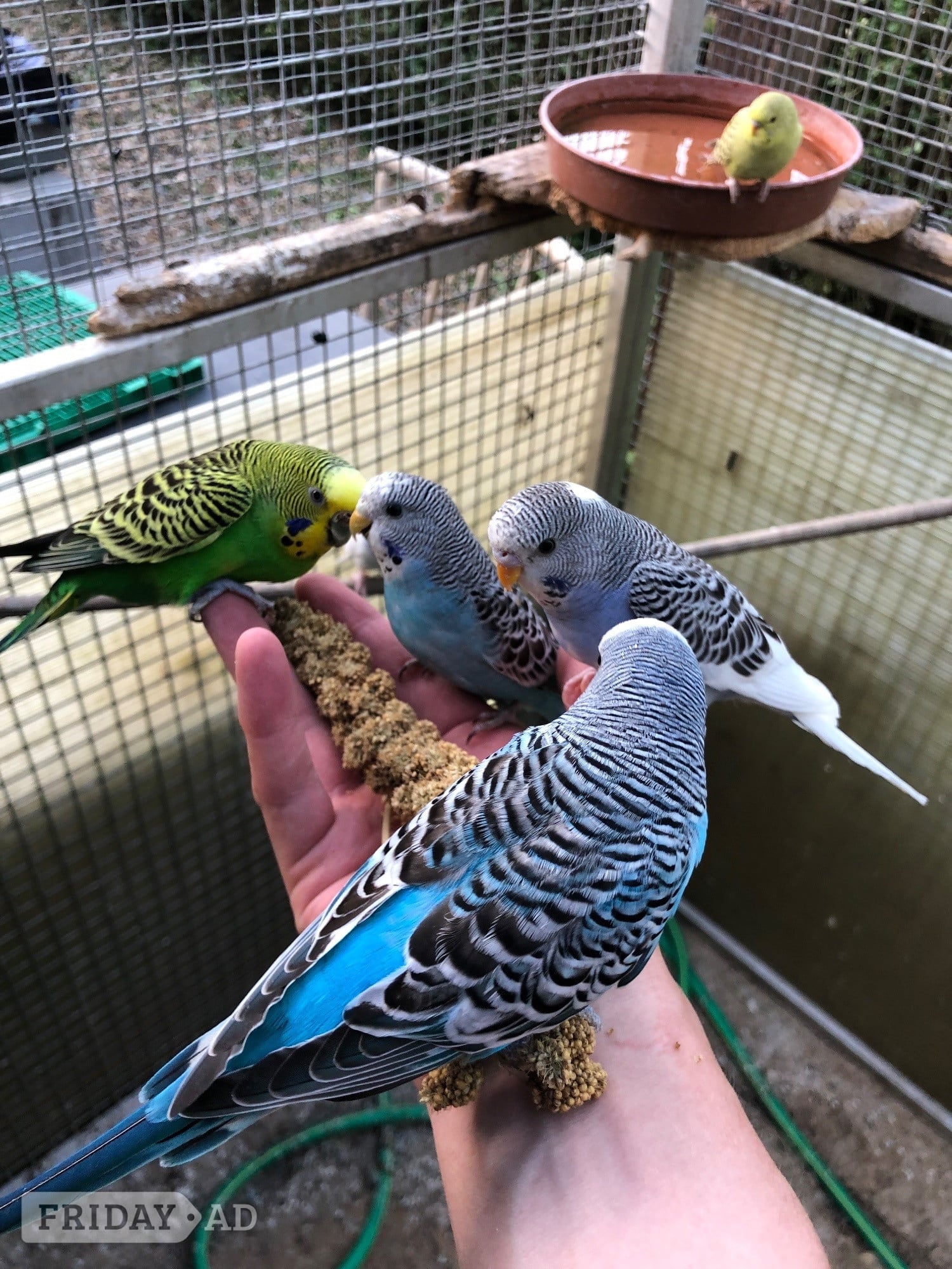 Windlesham Beautiful Young Tame Budgies For Sale