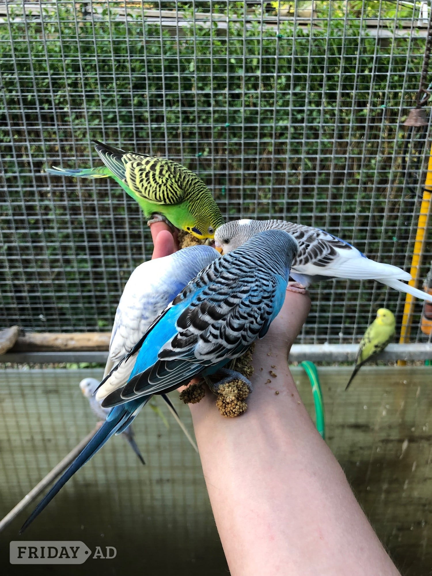 Beautiful Young Tame Budgies For Sale - Birds in Windlesham