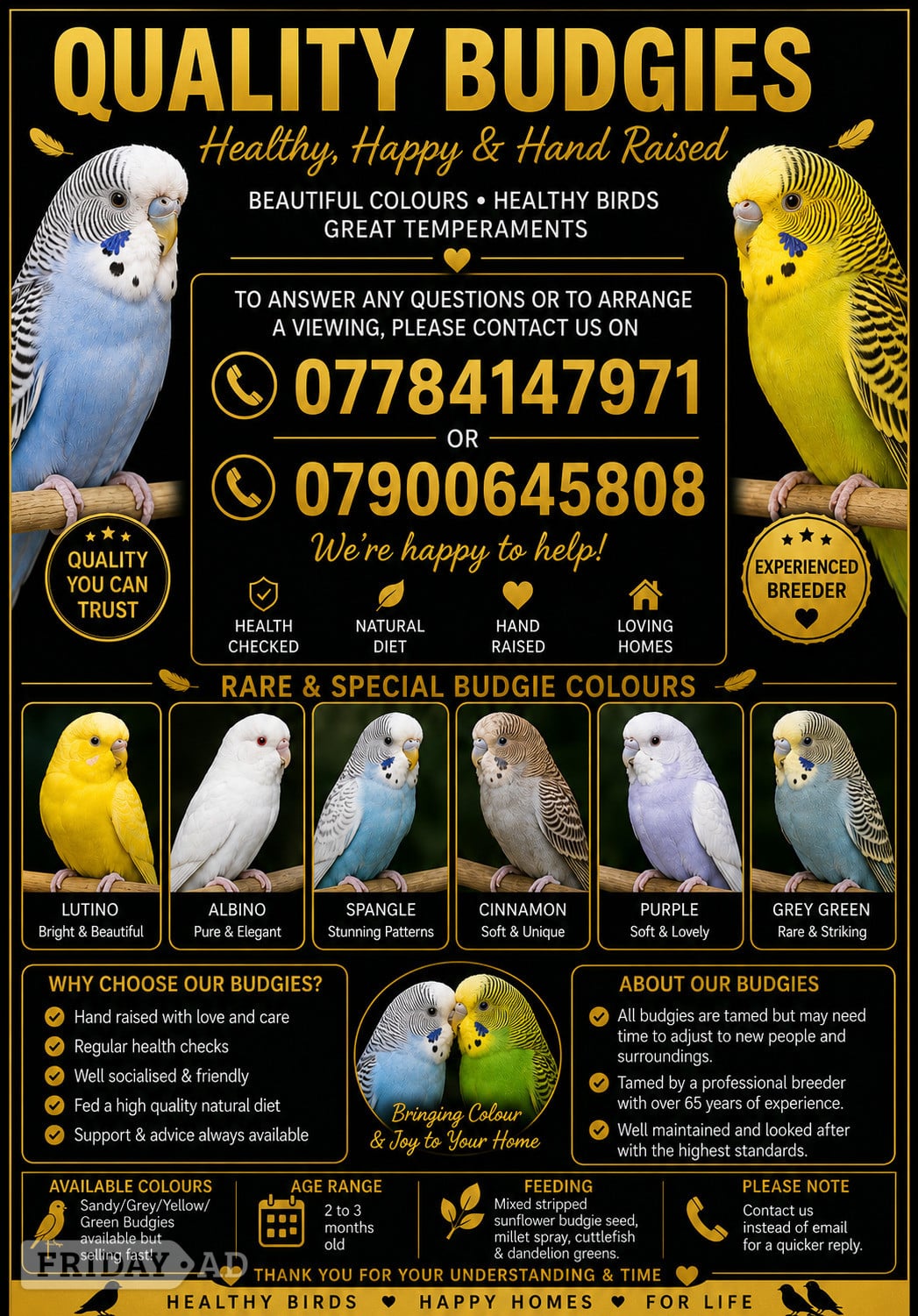 Beautiful Young Tame Budgies For Sale - Birds