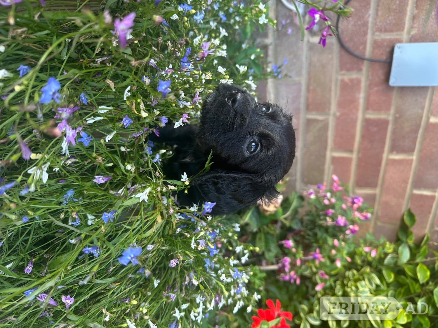 Beautiful little girl  - Dogs & Puppies in Ashford