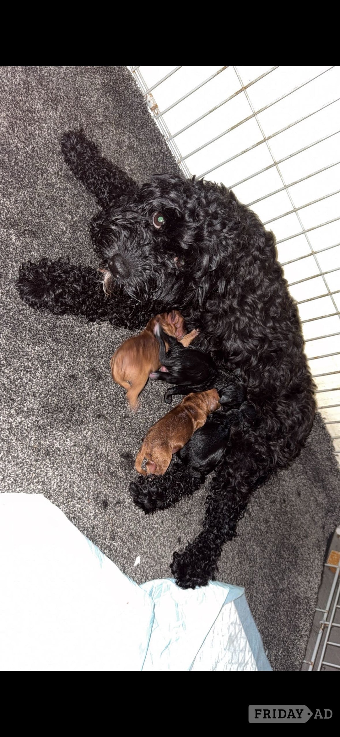 Beautiful little girl  - Dogs & Puppies