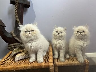 Ready Now. 3 little Persian Pirates ready to set sail