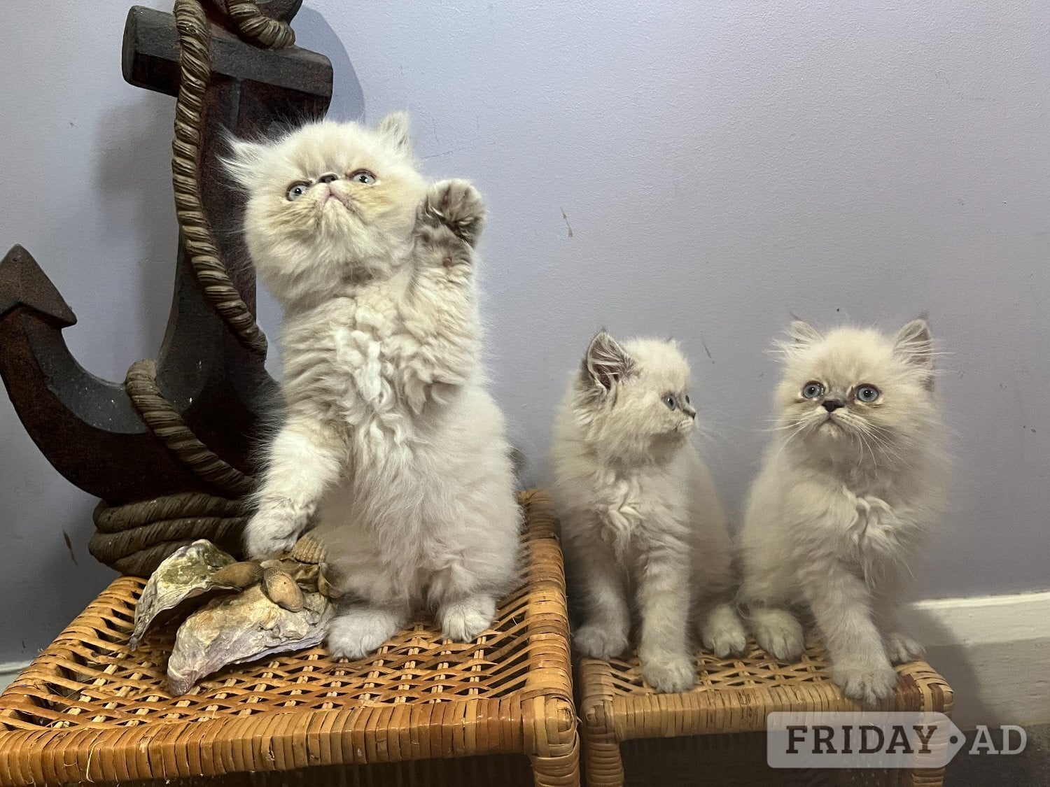 Ready Now. 3 little Persian Pirates ready to set sail